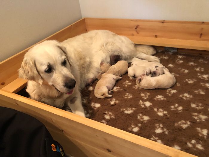 Her er Bella med sine fem små valper. Fire jenter og en gutt. De ble født 10. august 2021.