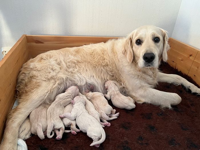 Lilly med sine 7 nyfødte valper. 4 gutter og 3 jenter.